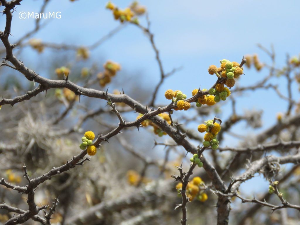 Botones y flores amarillas de huizache sobre ramas espinosas y desnudas.