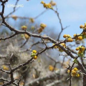 Botones y flores amarillas de huizache sobre ramas espinosas y desnudas.