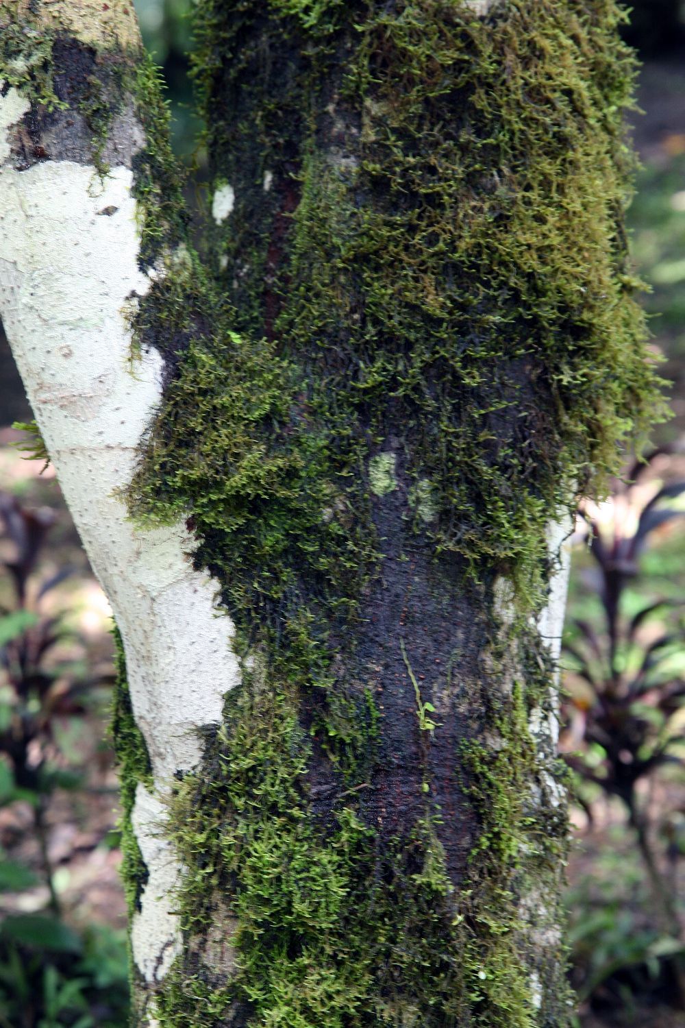 Tronco de palo amargo con manchas claras y musgo, dentro del bosque húmedo.