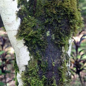 Tronco de palo amargo con manchas claras y musgo, dentro del bosque húmedo.