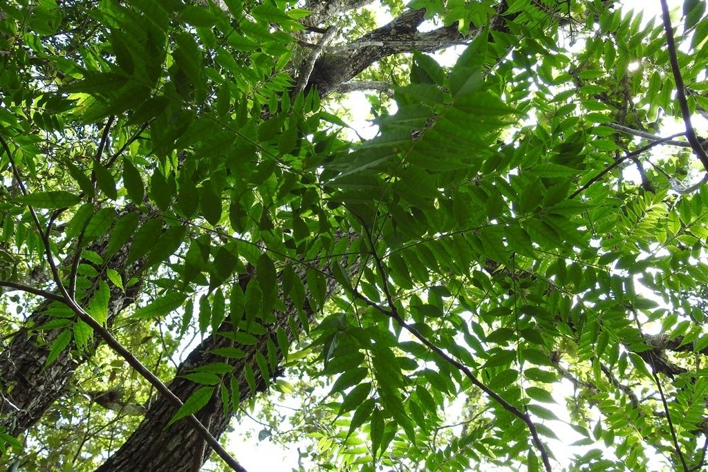 Follaje pinnado y verde claro de palo amargo visto a contraluz.