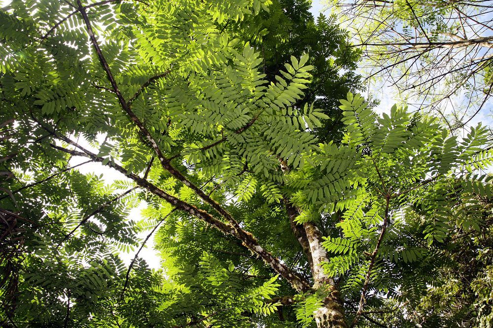 Ramas de palo amargo con las hojas pinnadas extendidas contra el cielo.