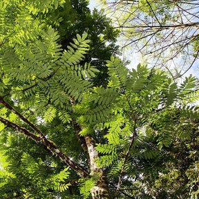 Ramas de palo amargo con las hojas pinnadas extendidas contra el cielo.