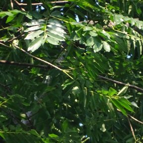 Hojas pinnadas de palo amargo con los folíolos anchos y lustrosos.