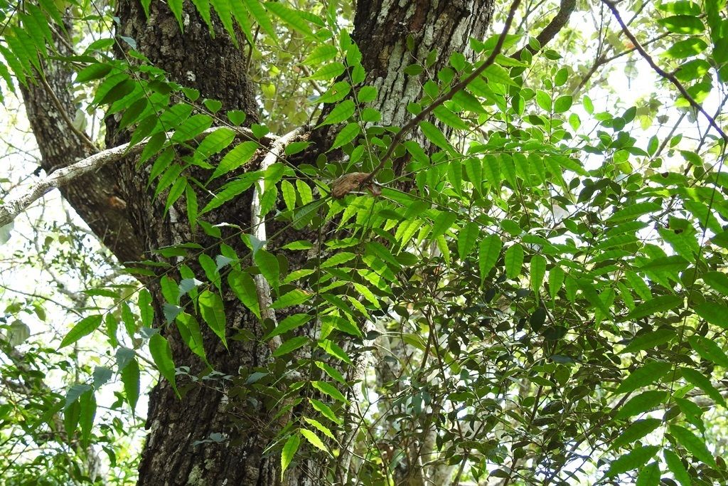 Tronco de palo amargo con líquenes claros y el follaje alrededor.