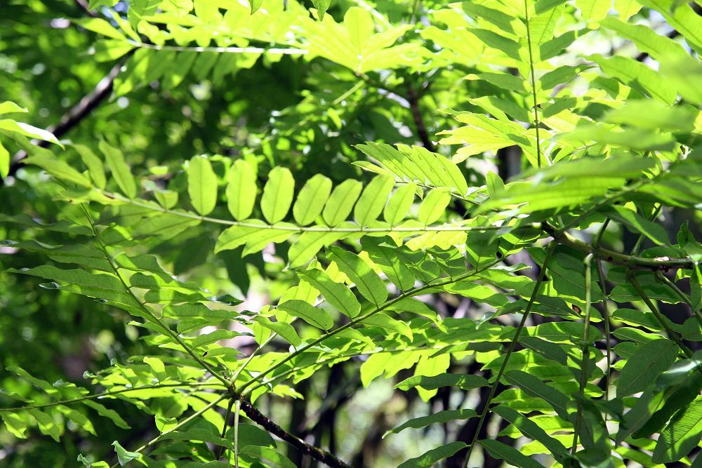 Follaje nuevo de palo amargo, de un verde muy claro, contra la luz.