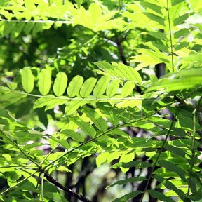Follaje nuevo de palo amargo, de un verde muy claro, contra la luz.