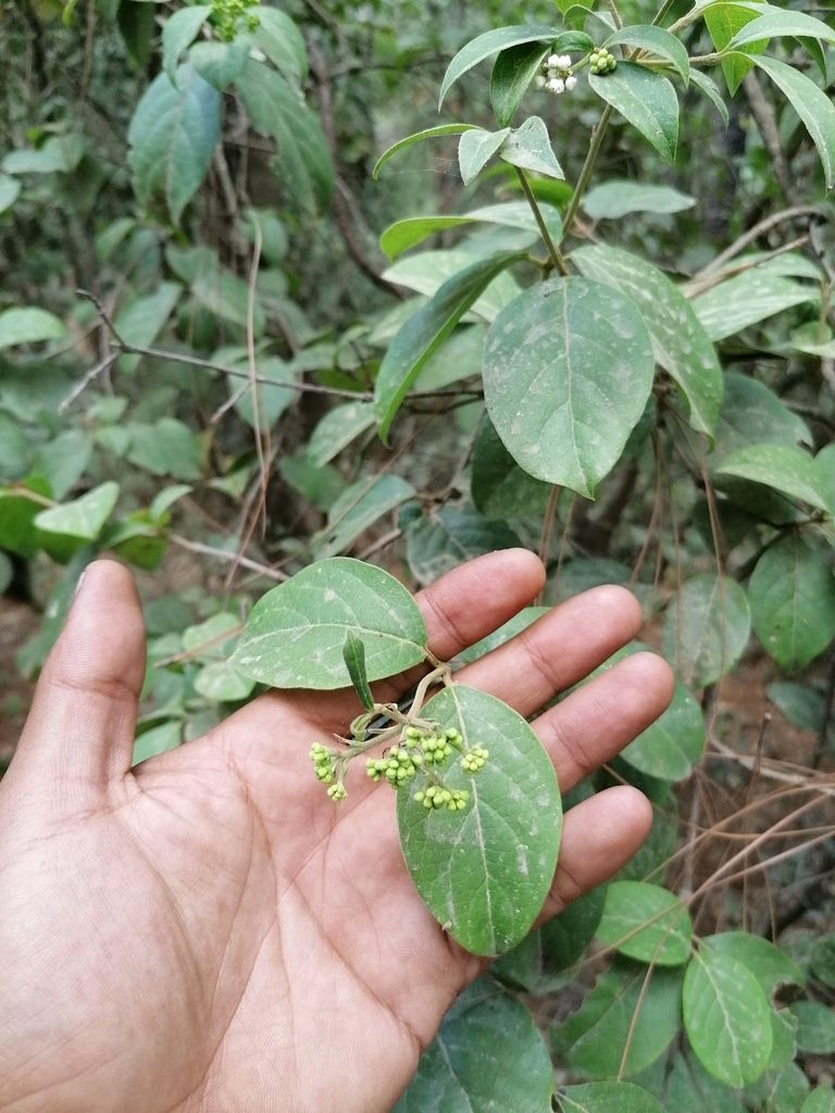 Una mano sostiene una rama de jazmín con las hojas ovaladas y nervadas.