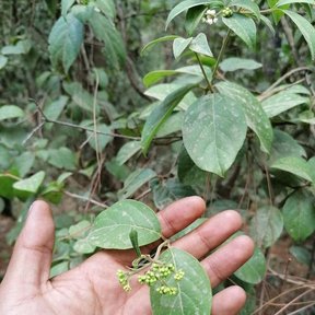 Una mano sostiene una rama de jazmín con las hojas ovaladas y nervadas.