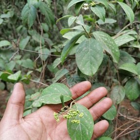 Una mano sostiene un corimbo de botones florales verdosos de jazmín.