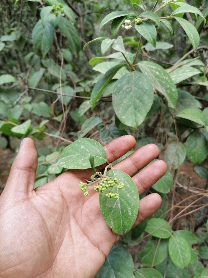Una mano sostiene un corimbo de botones florales verdosos de jazmín.
