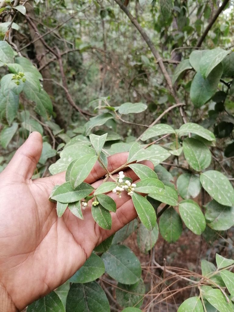 Corimbo de flores blancas de jazmín sostenido en la palma de una mano.