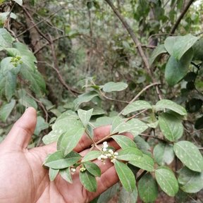 Corimbo de flores blancas de jazmín sostenido en la palma de una mano.