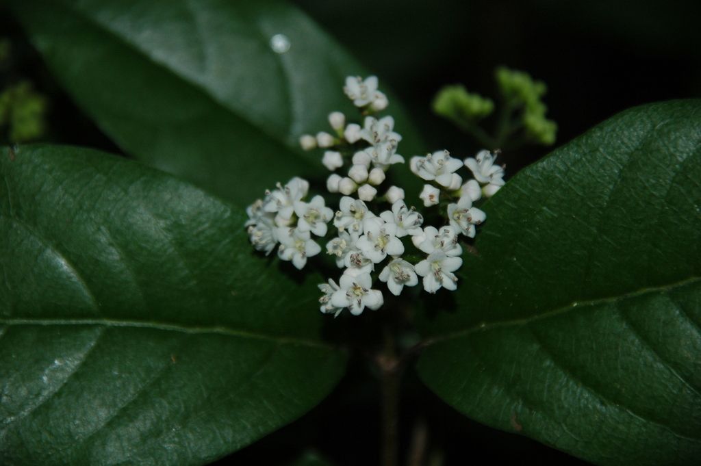 Corimbo de flores blancas de jazmín abierto entre hojas verde oscuro.
