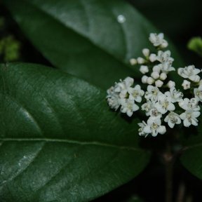 Corimbo de flores blancas de jazmín abierto entre hojas verde oscuro.