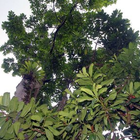 Copa de un corpo vista desde el suelo, con una epífita sobre la rama gruesa.