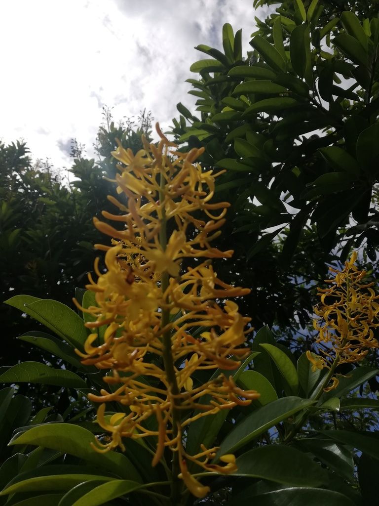 Inflorescencia amarilla y erecta de corpo asomando por encima del follaje.