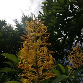 Inflorescencia amarilla y erecta de corpo asomando por encima del follaje.