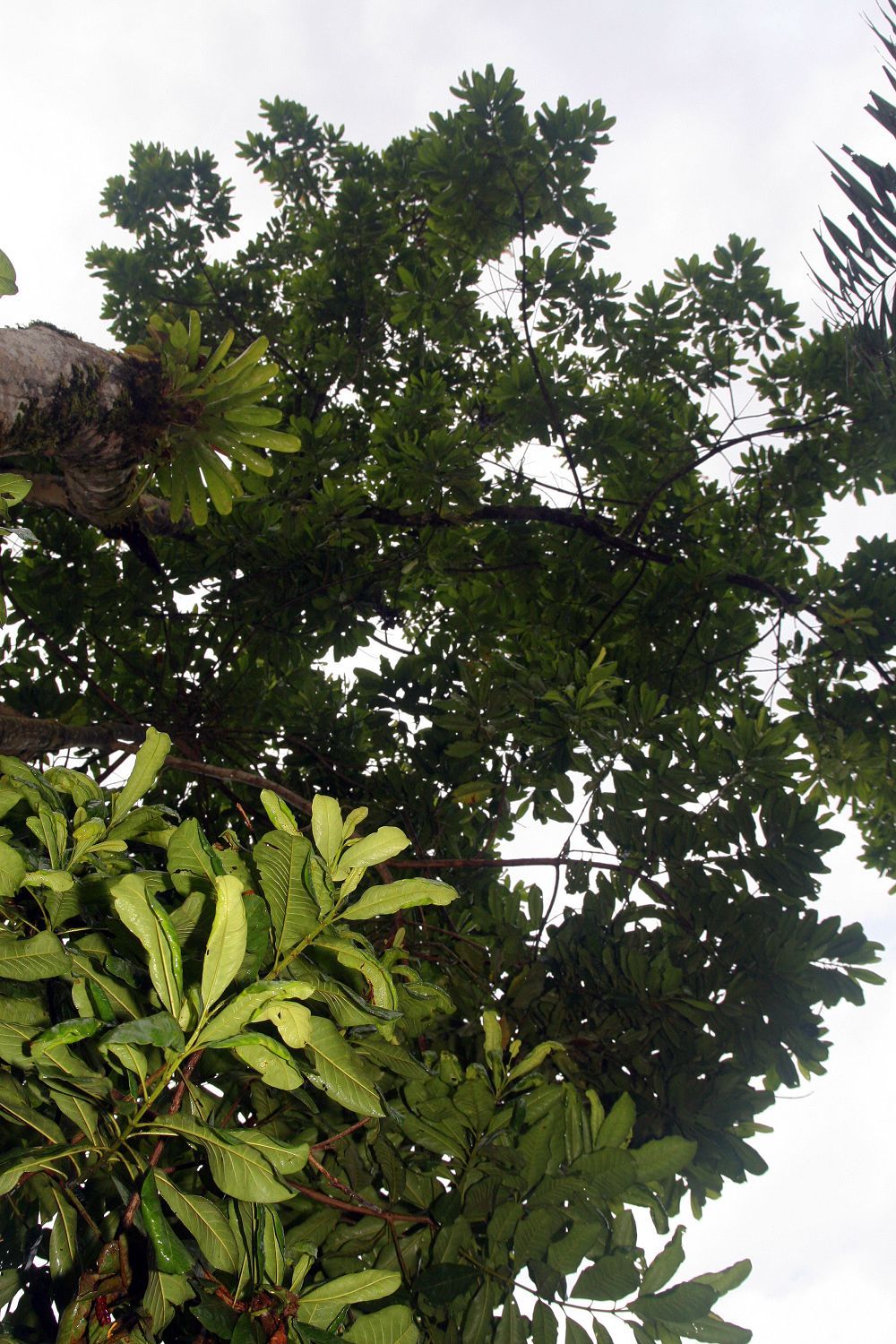Corpo de ramas gruesas y follaje agrupado visto desde el pie del árbol.