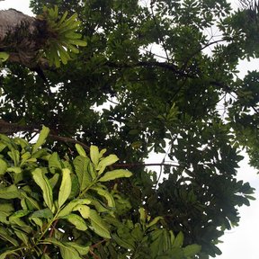Corpo de ramas gruesas y follaje agrupado visto desde el pie del árbol.