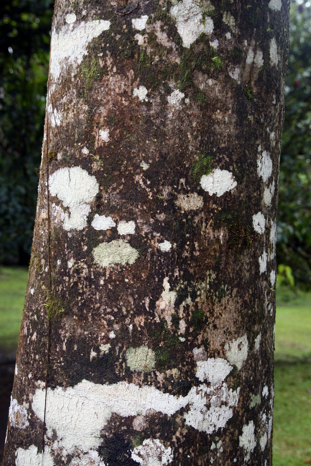 Tronco cilíndrico de corpo cubierto de líquenes blancos y grises.