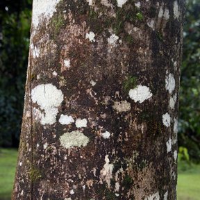 Tronco cilíndrico de corpo cubierto de líquenes blancos y grises.
