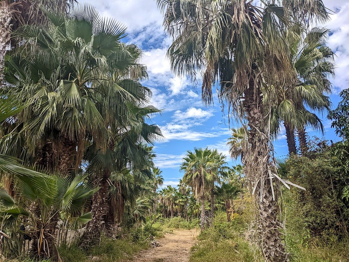 Palmar de washingtonias con un sendero de tierra entre los estípites.