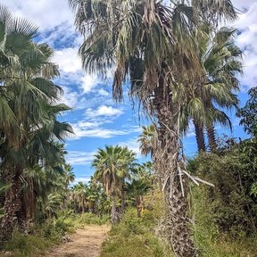 Palmar de washingtonias con un sendero de tierra entre los estípites.
