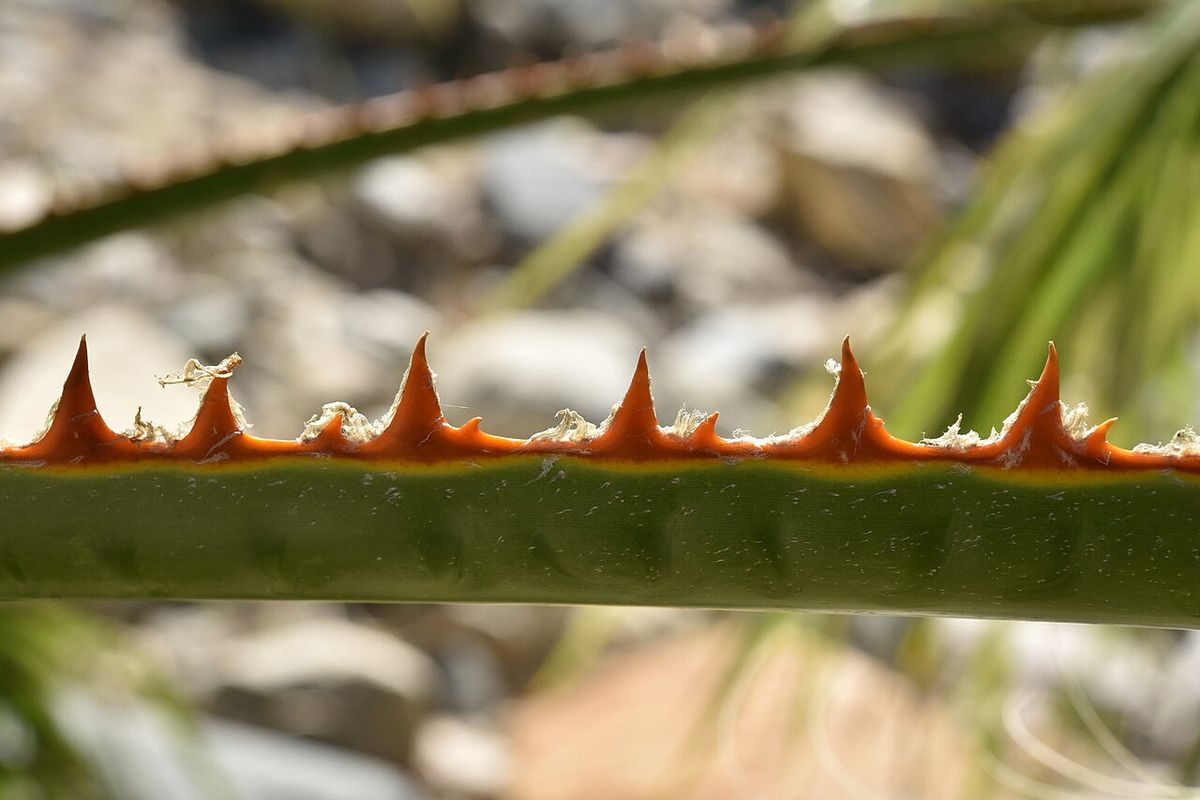 Pecíolo de washingtonia con los dientes anaranjados y curvos del borde.