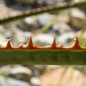 Pecíolo de washingtonia con los dientes anaranjados y curvos del borde.
