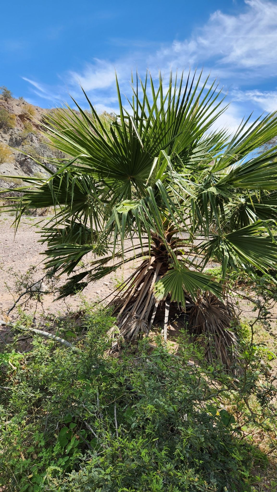 Washingtonia joven de corona en abanico creciendo en una ladera pedregosa.
