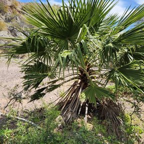 Washingtonia joven de corona en abanico creciendo en una ladera pedregosa.