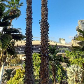Dos washingtonias altas y delgadas junto a un edificio, contra el cielo azul.