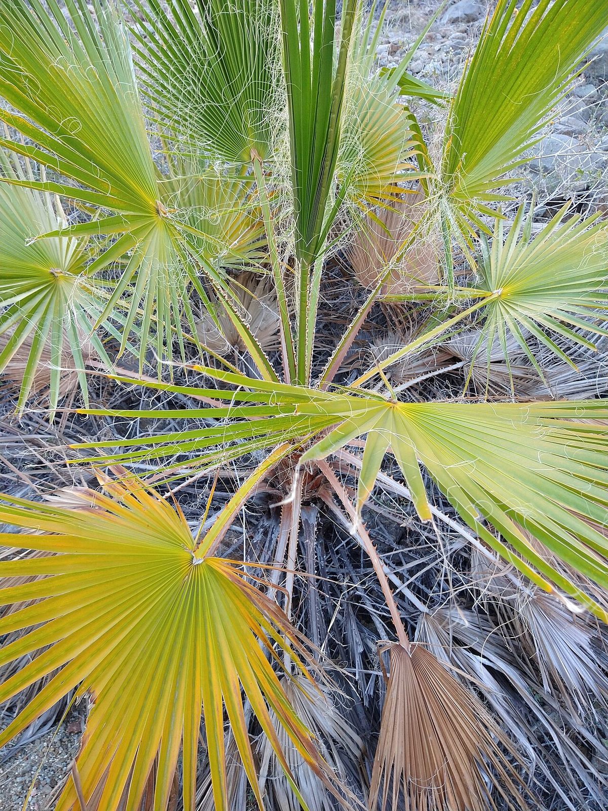 Hojas en abanico de washingtonia vistas desde arriba, con los filamentos blancos.