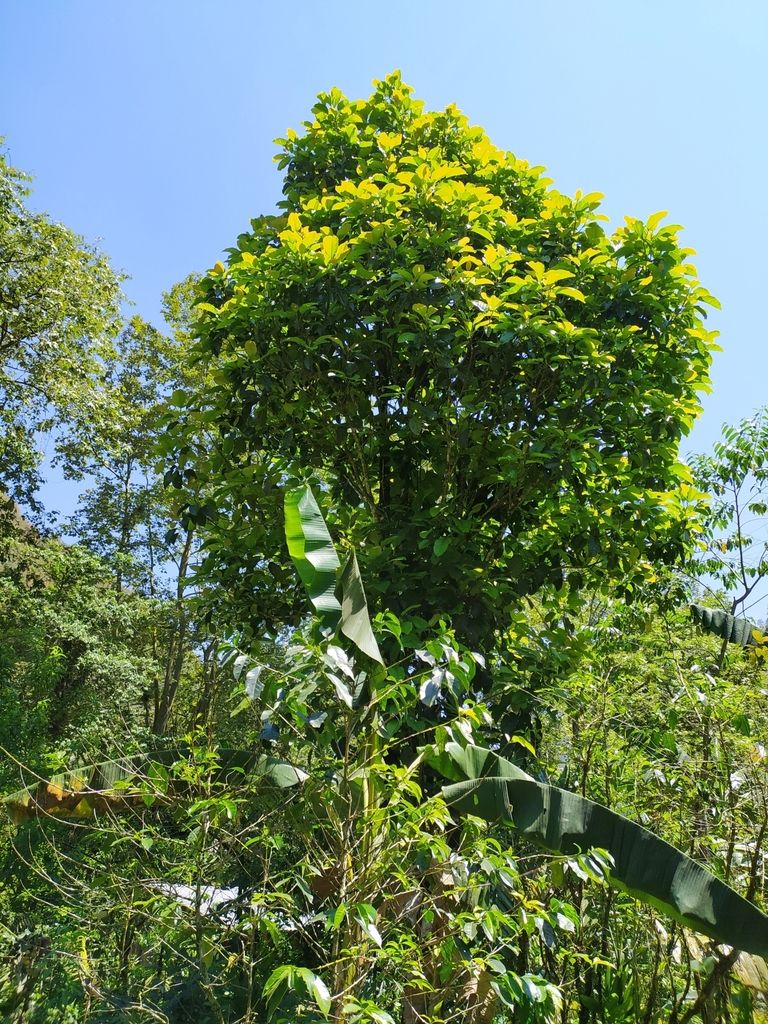 Yoloxóchitl de copa densa y verde clara asomando sobre la selva, contra el cielo.