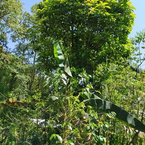 Yoloxóchitl de copa densa y verde clara asomando sobre la selva, contra el cielo.