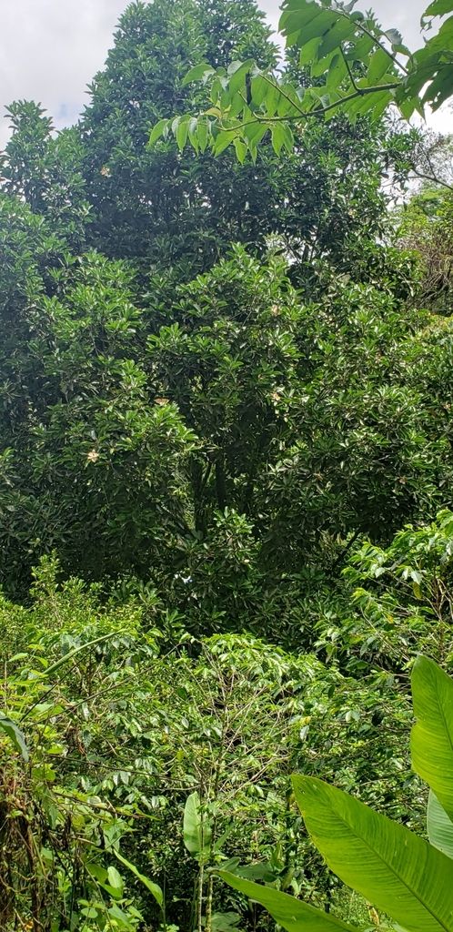 Yoloxóchitl alto entre otros árboles del bosque húmedo, visto desde el suelo.