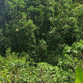 Yoloxóchitl alto entre otros árboles del bosque húmedo, visto desde el suelo.