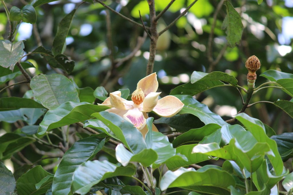 Flor de yoloxóchitl con los pétalos gruesos y crema abierta entre las hojas.