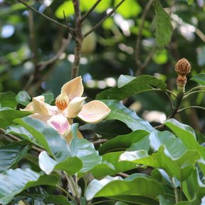 Flor de yoloxóchitl con los pétalos gruesos y crema abierta entre las hojas.