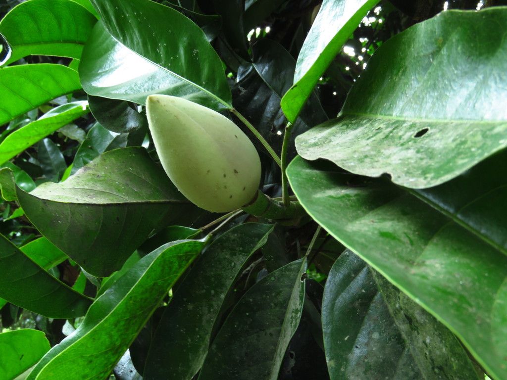 Fruto verde y ovalado de yoloxóchitl entre las hojas grandes y lustrosas.