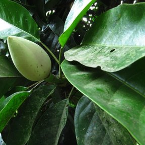 Fruto verde y ovalado de yoloxóchitl entre las hojas grandes y lustrosas.