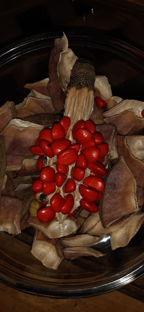 Semillas rojas de yoloxóchitl sobre el fruto abierto, en un plato de vidrio.