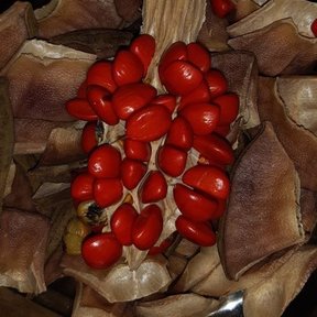 Semillas rojas de yoloxóchitl sobre el fruto abierto, en un plato de vidrio.