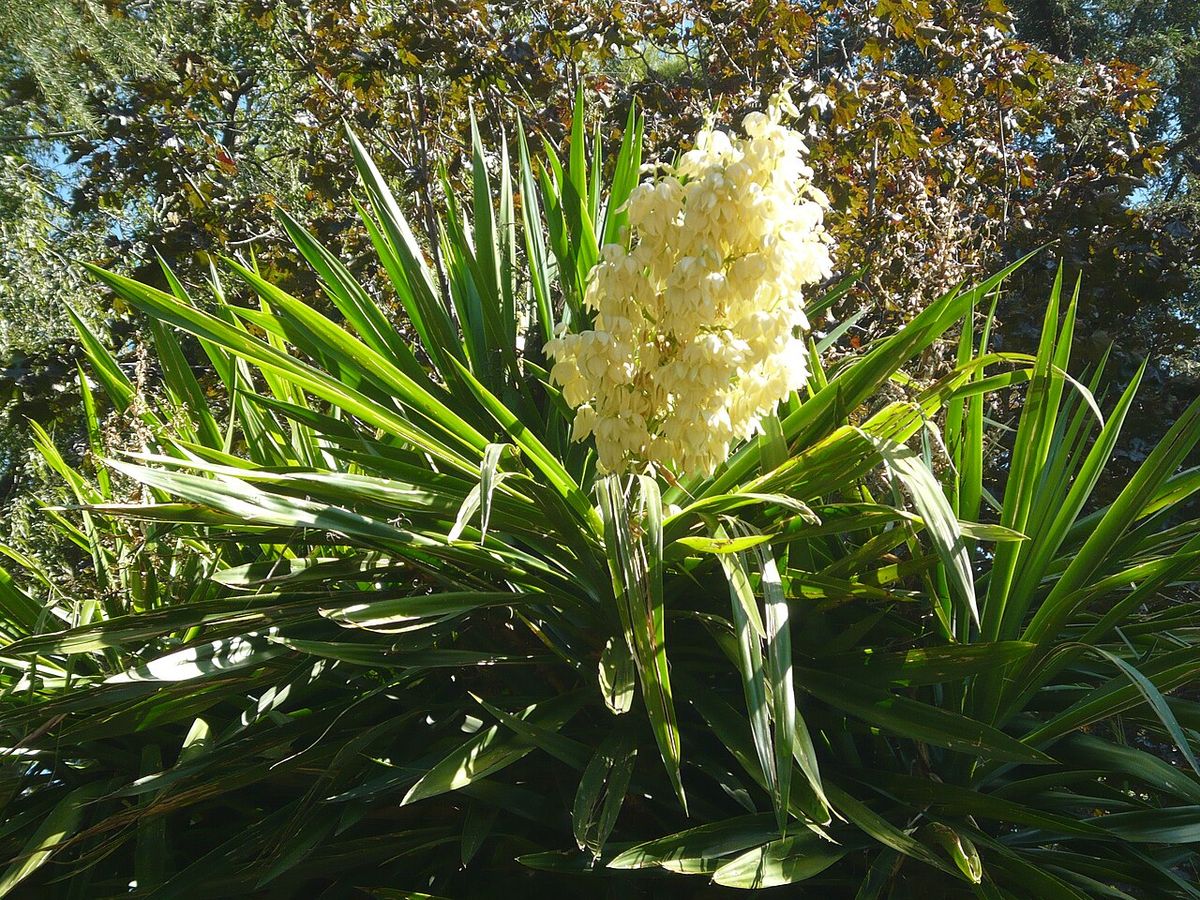 Panícula de flores blancas de yuca levantada sobre el penacho de hojas.