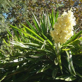 Panícula de flores blancas de yuca levantada sobre el penacho de hojas.