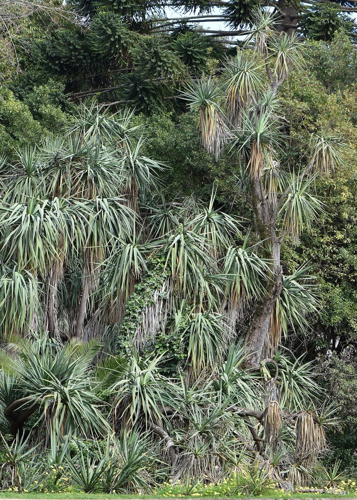 Yucas de muchos brazos creciendo juntas en la ladera de un jardín.