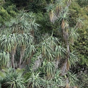Yucas de muchos brazos creciendo juntas en la ladera de un jardín.