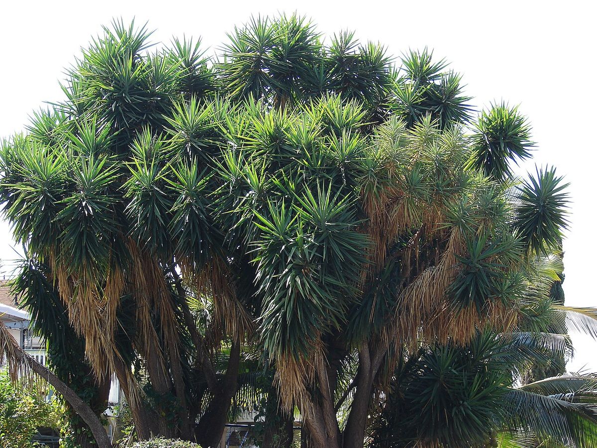 Yuca de tronco grueso y varios penachos de hoja, recortada contra el cielo.