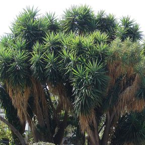 Yuca de tronco grueso y varios penachos de hoja, recortada contra el cielo.